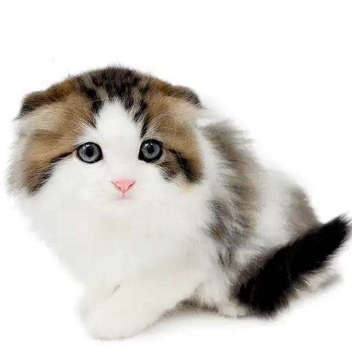 スコティッシュフォールド