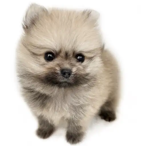 ポメラニアン