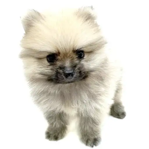 ポメラニアン