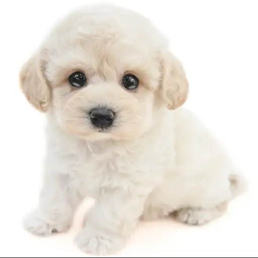 MIX（トイプードル×マルチーズ）