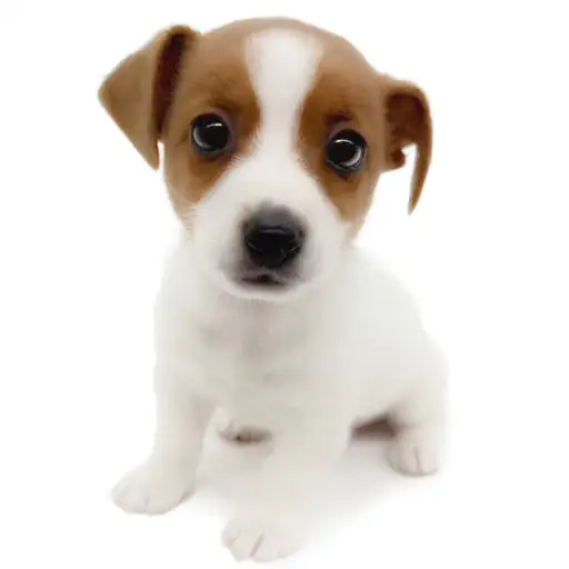 ジャックラッセルテリア