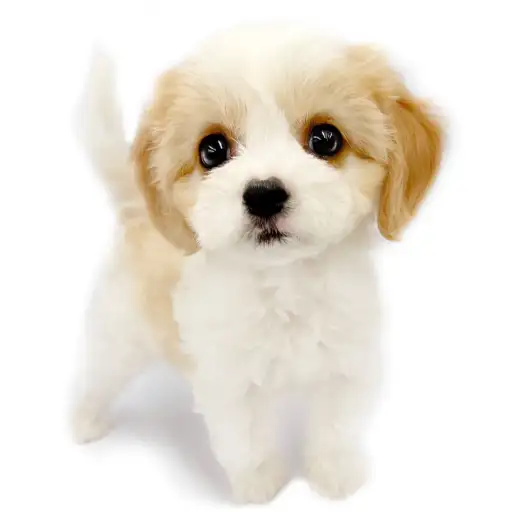 MIX(キャバリアキングチャールズスパニエル×ビションフリーゼ)