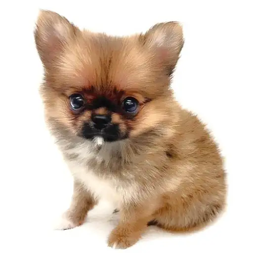MIX(ポメラニアン×チワワ)