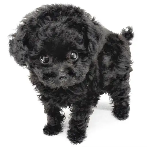 トイ・プードル