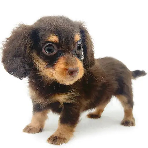 カニンヘン・ダックスフント