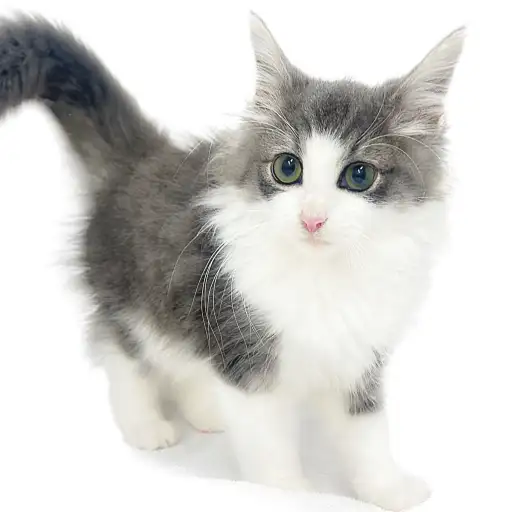 ノルウェージャンフォレストキャット