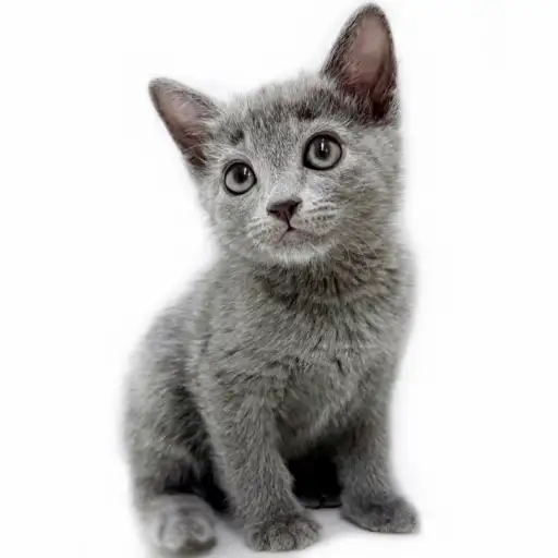 ロシアンブルー