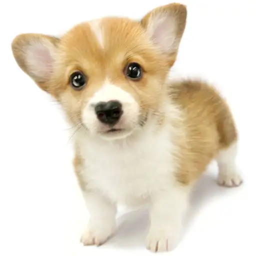 ウェルシュコーギーペンブローク