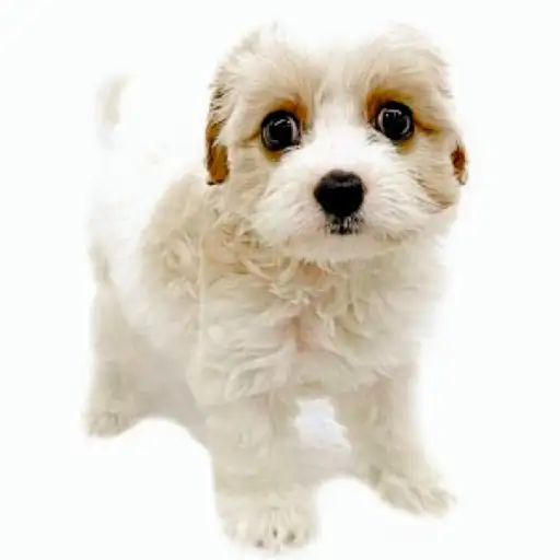 MIX(キャバリアキングチャールズスパニエル×ビションフリーゼ)