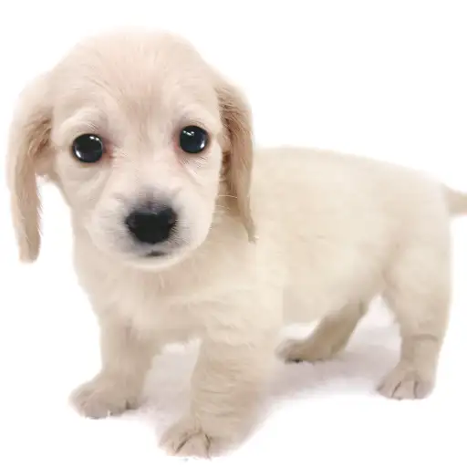 ミニチュア・ダックスフント