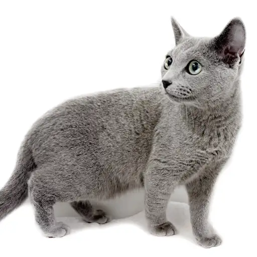 ロシアンブルー