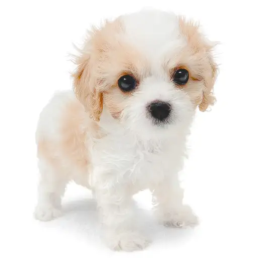 MIX（キャバリアキングチャールズスパニエル×ビションフリーゼ）