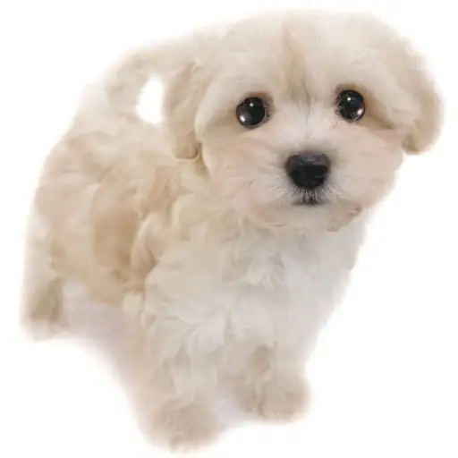 MIX(マルチーズ×トイプードル)