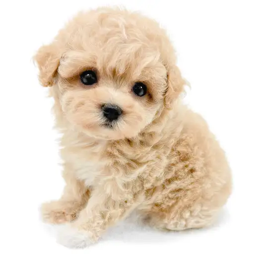 MIX（マルチーズ×トイプードル）