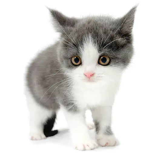 ブリティッシュショートヘア