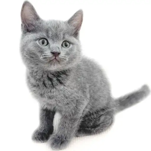 ブリティッシュショートヘア