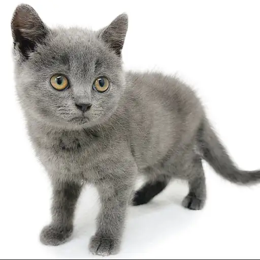 ブリティッシュショートヘア