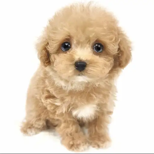 MIX（トイプードル×マルチーズ）