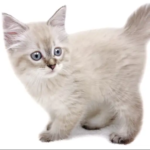 ネヴァマスカレード