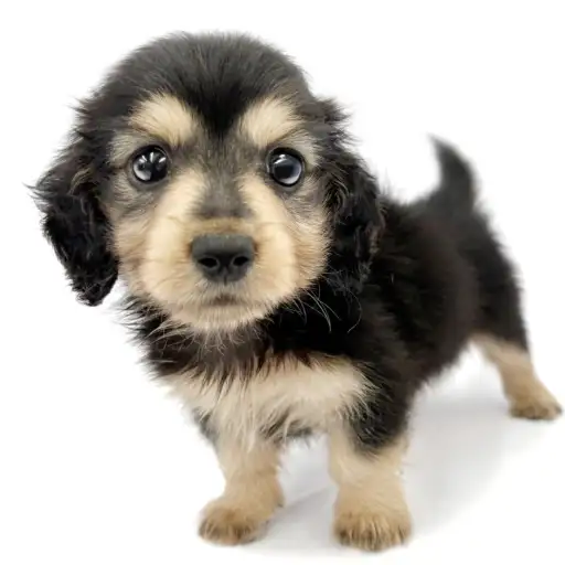 カニンヘン・ダックスフント