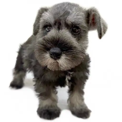 ミニチュア・シュナウザー