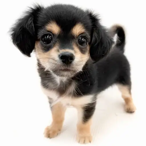 MIX（チワワ×ミニチュアダックスフント）