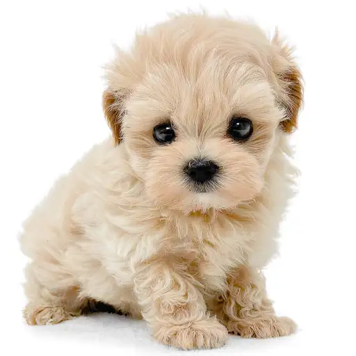 MIX(マルチーズ×トイプードル)