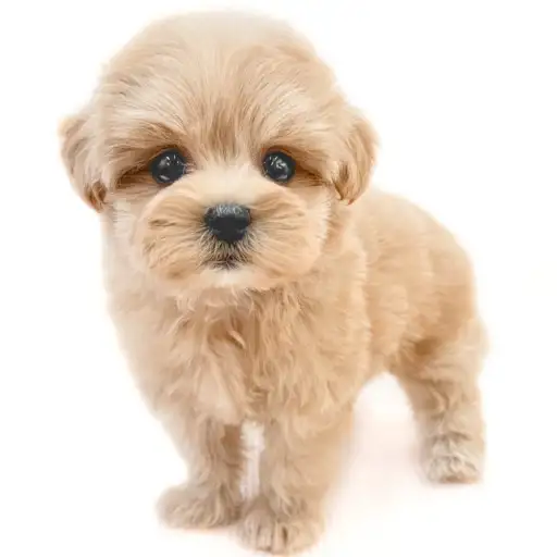 MIX（マルチーズ×トイプードル）