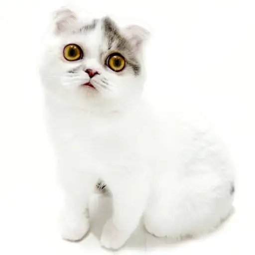 フォールデックス