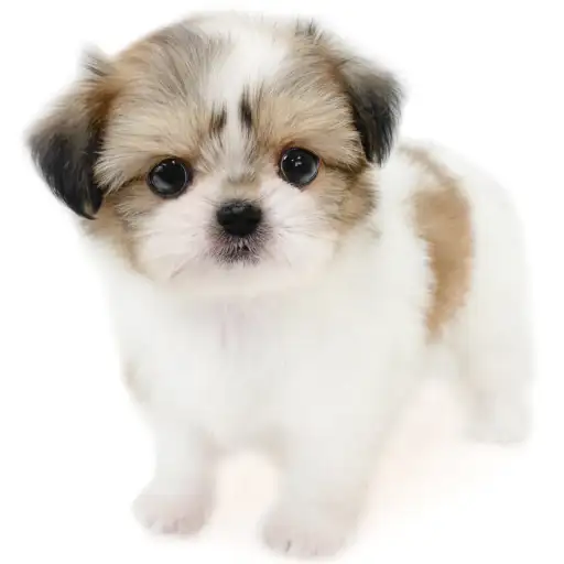 MIX（チワワ×シーズー）