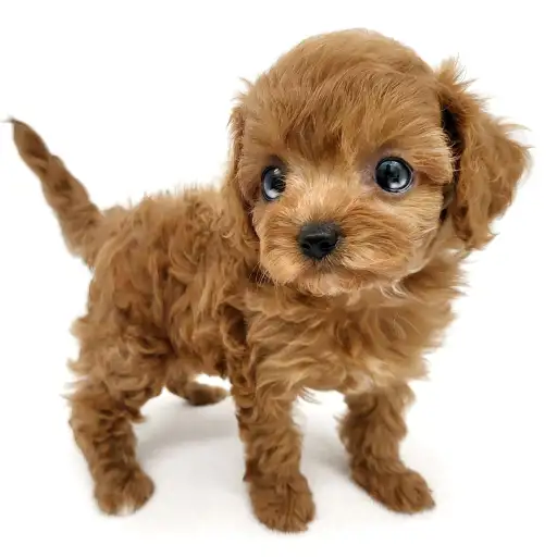 MIX（キャバリアキングチャールズスパニエル×トイプードル）