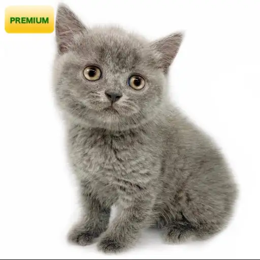 ブリティッシュショートヘア