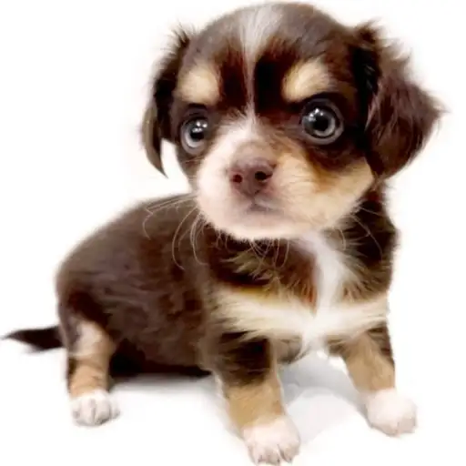 MIX(チワワ×ミニチュアダックスフント)