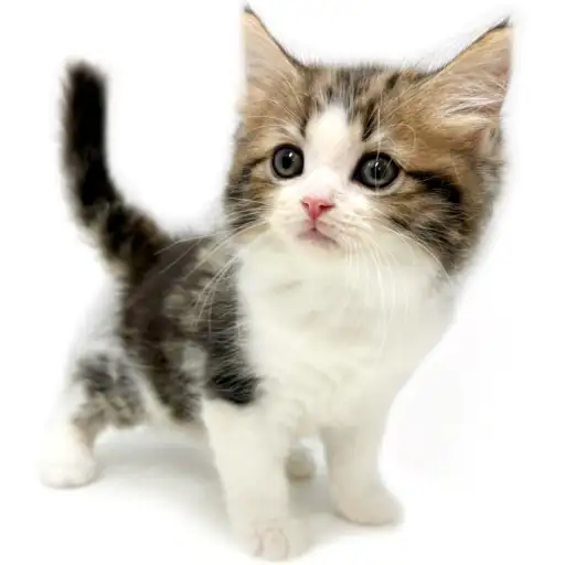 ノルウェージャンフォレストキャット