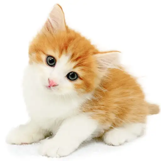 ノルウェージャンフォレストキャット