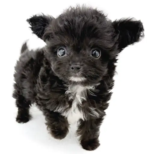 MIX（トイプードル×チワワ）