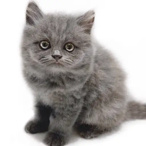 ブリティッシュロングヘア