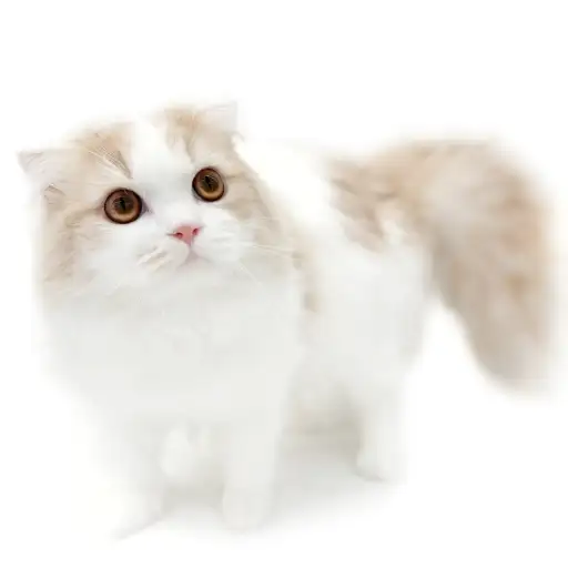 スコティッシュフォールド