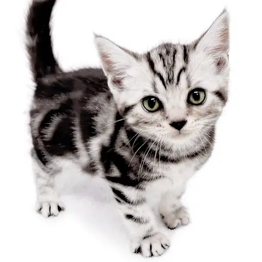 アメリカンショートヘア