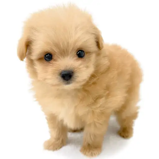 MIX（ポメラニアン×トイプードル）