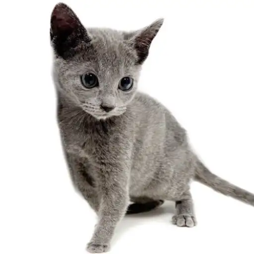 ロシアンブルー