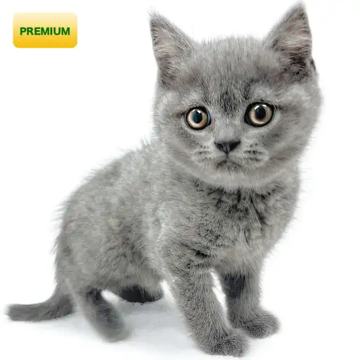 ブリティッシュショートヘア