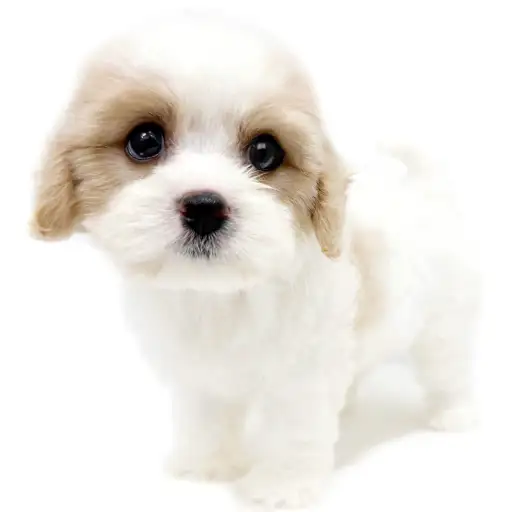 MIX（キャバリアキングチャールズスパニエル×ビションフリーゼ）