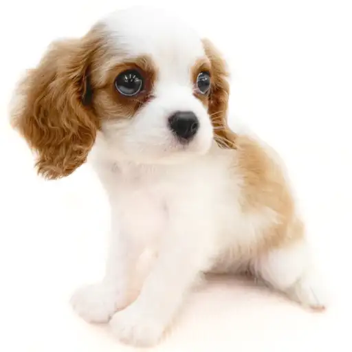 キャバリア・キングチャールズ・スパニエル