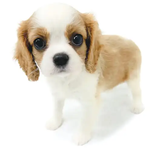 キャバリア・キングチャールズ・スパニエル