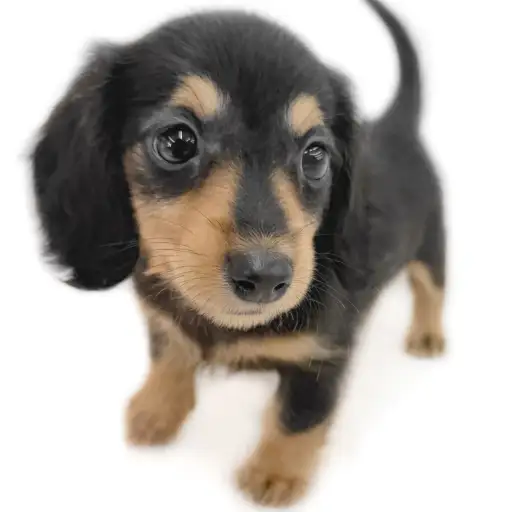 カニンヘン・ダックスフント