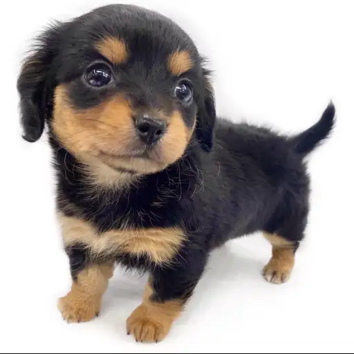 MIX（チワワ×ミニチュアダックスフント）