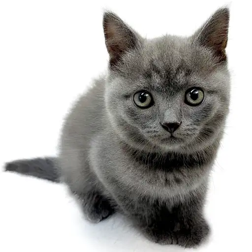 ブリティッシュショートヘア