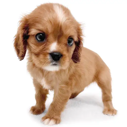 キャバリア・キングチャールズ・スパニエル