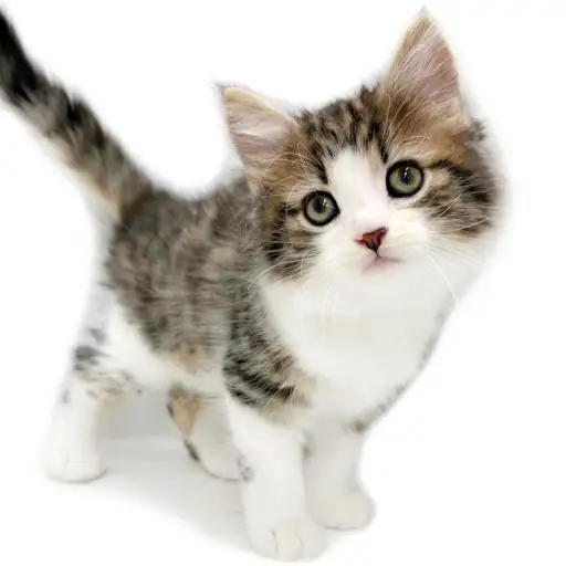 ノルウェージャンフォレストキャット